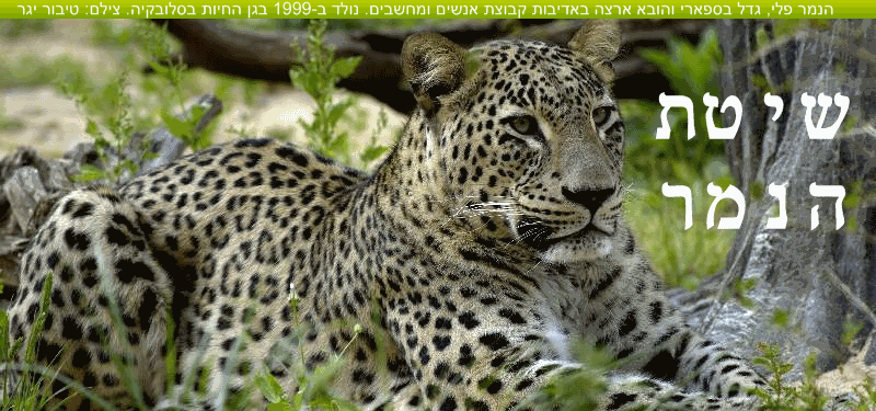 הנמר