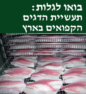 כולבוטק תעשיית דגים קפואים