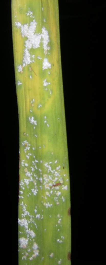 CITRUS MEALYBUG כנימה קמחית