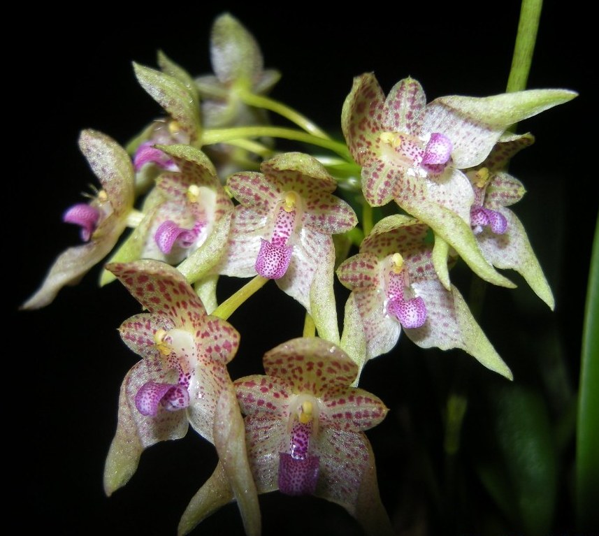Bulbophyllum guttulatum 
