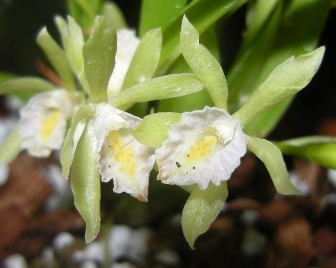 Cischweinfia dasyandra 