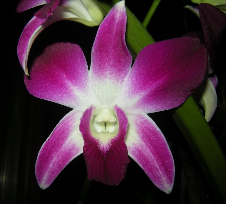 Dendrobium Purple and white 