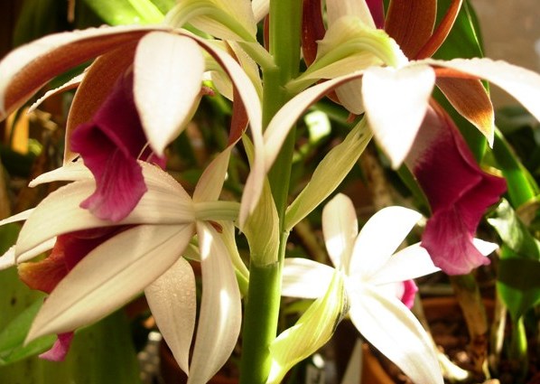 Phaius