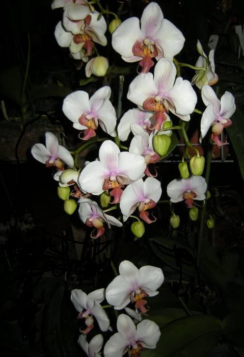 phalaenopsis