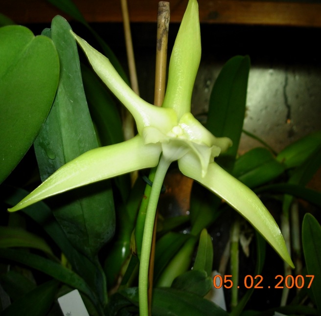 Angraecum sesquipedale Thouars 1822