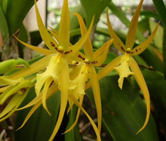Brassia Verrucosa x Cdudata