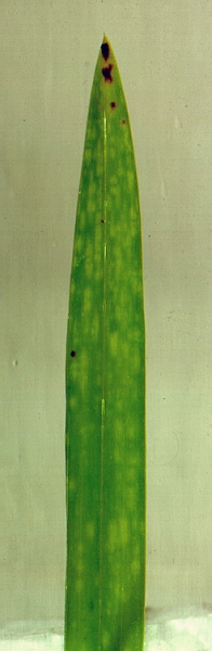 Cymbidium infected with virus