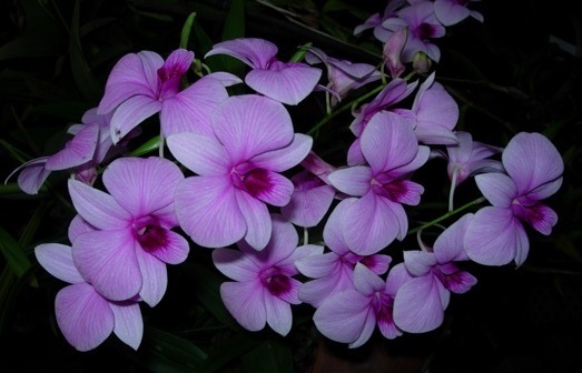 Dendrobium