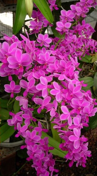 Doritanopsis