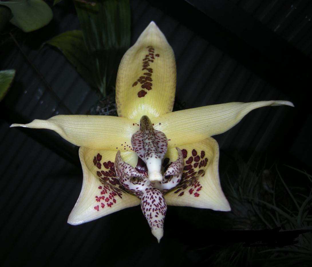 Embreea rodigasiana