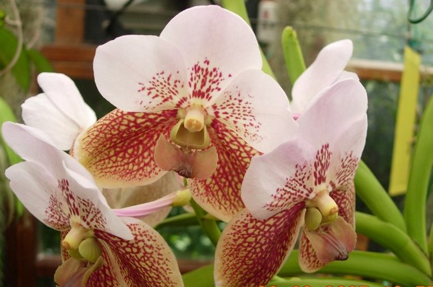 Vanda euanthe sanderiana