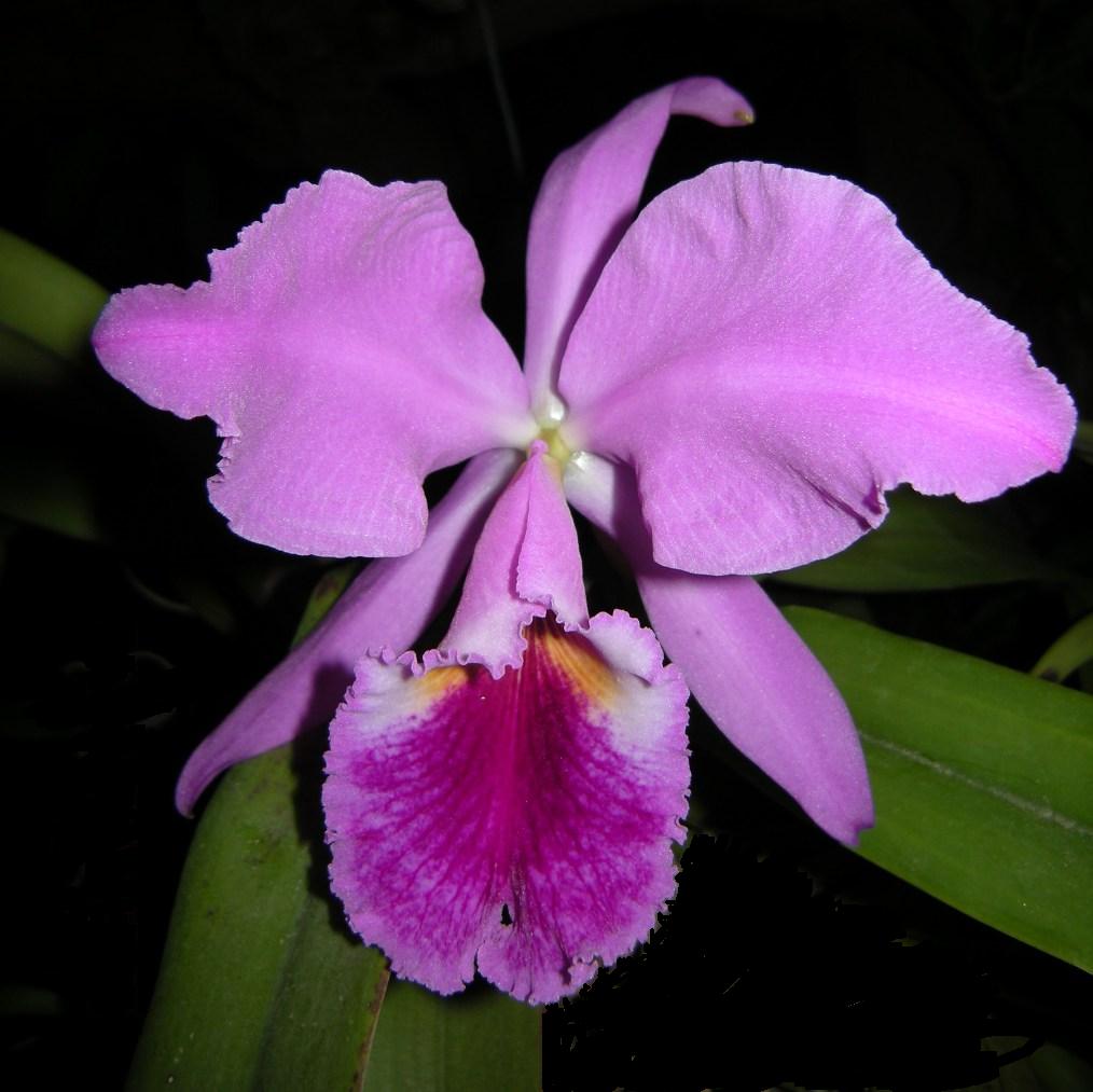 Lc. (Colorama 'The Clown' x Within Reach.. 