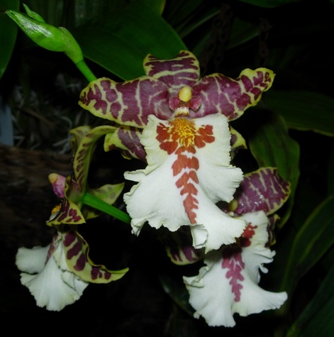 Odontocidium calmonera