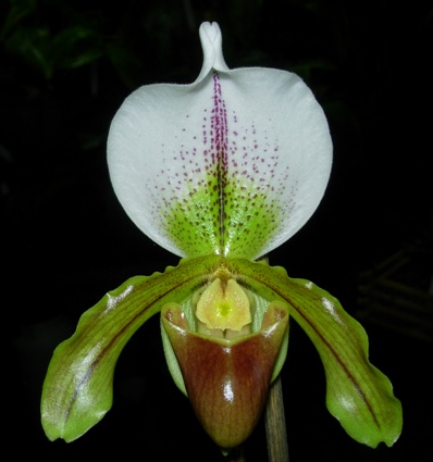 Paphiopedilum