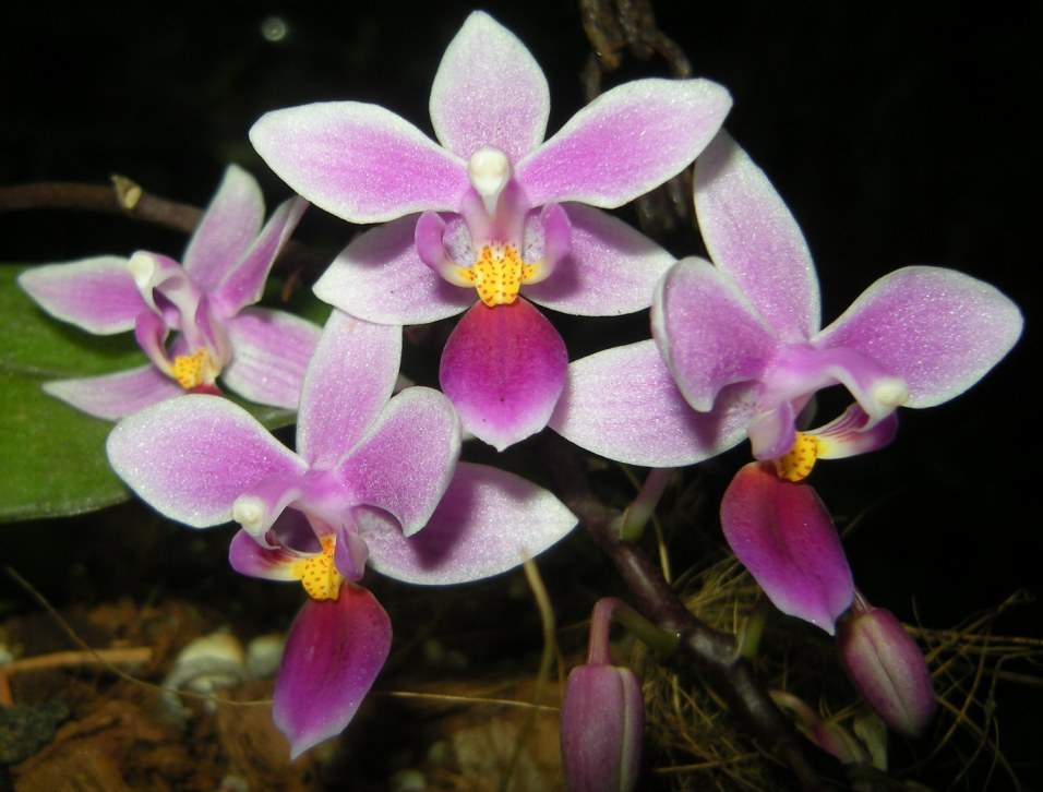 Phalaenopsis equestris #1