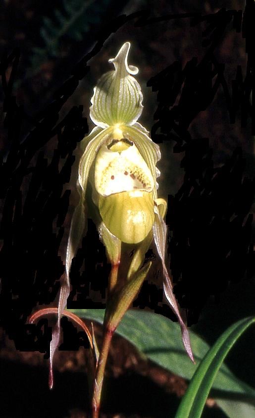 Phraglongifolium