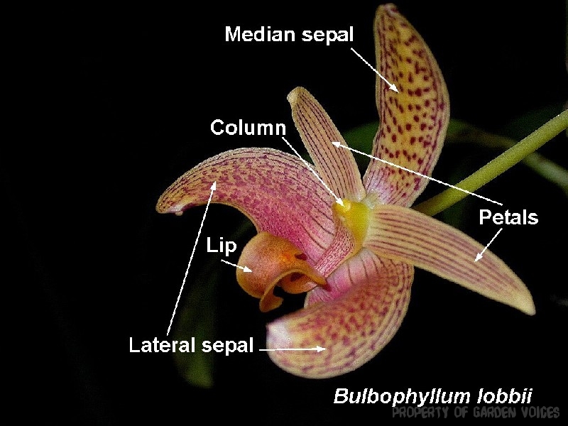 bulbophyllum-lobbii.