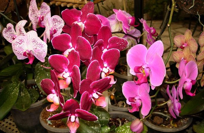 phalaenopsis
