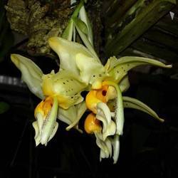 stanhopea