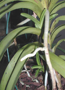 vanda