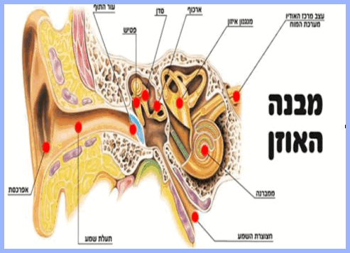 הרדמת ילדים בהשתלת כפתור- מבנה האוזן